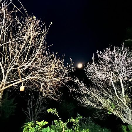 The Asgard Kasauli Bed and Breakfast Exterior foto